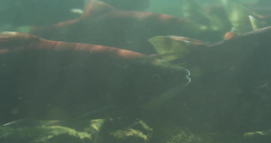 A close-up underwater shot shows a school of red sockeye salmon swimming slowly in a murky river