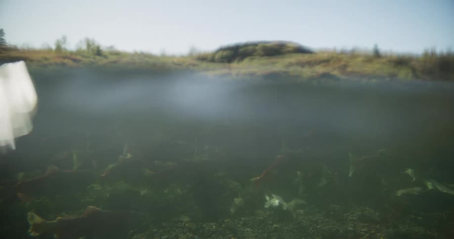 A stunning over-under split shot reveals a large school of red sockeye salmon swimming upstream in a murky river during their annual spawning migration
