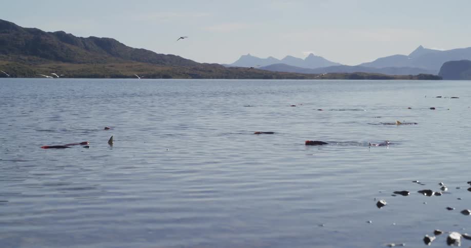 Slow motion footage shows seagulls flying over dead salmon floating in a calm mountain lake