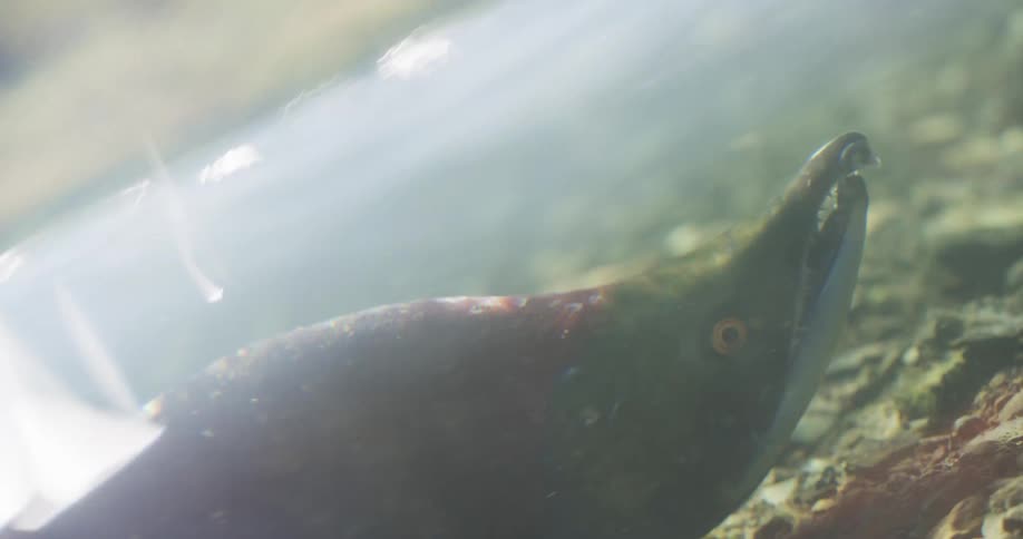 A close-up shot of a dying Kokanee salmon breathing heavily with its mouth open in a shallow, sunlit stream