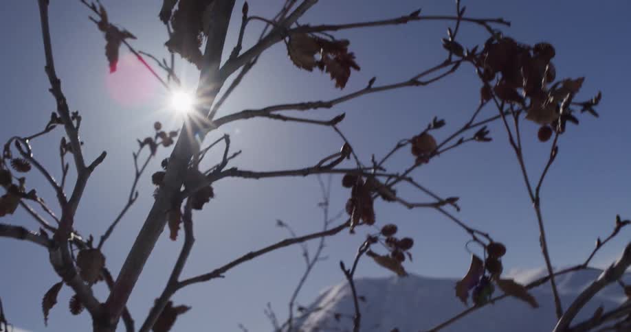 Bare tree branches are silhouetted against a bright winter sun in a snowy mountain landscape