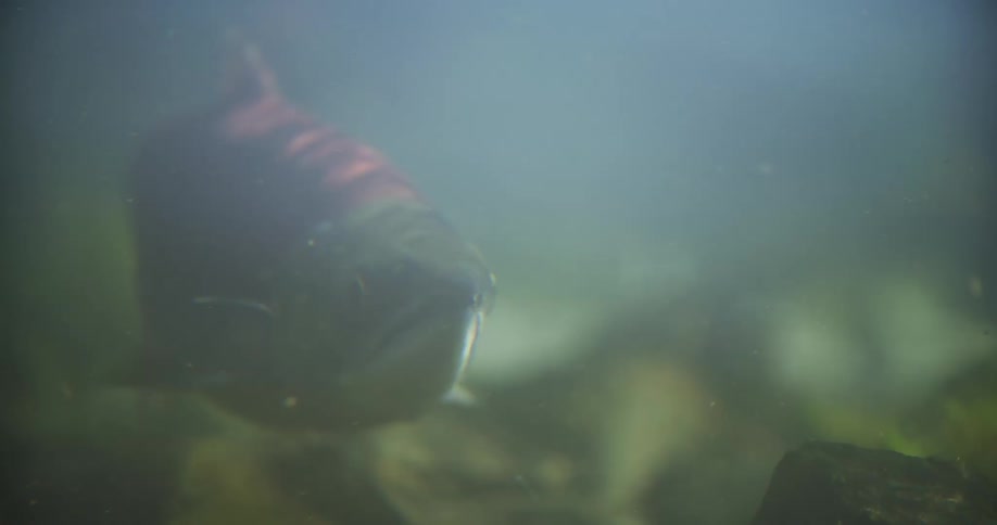 An underwater close-up of a large red sockeye salmon floating stationary in murky river water