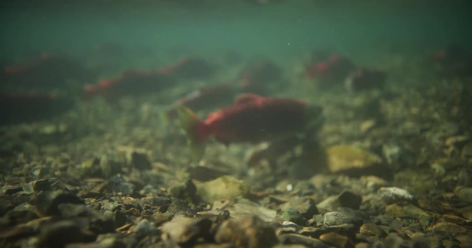 A decaying sockeye salmon rests on a murky riverbed floor as a school of salmon swims in the background
