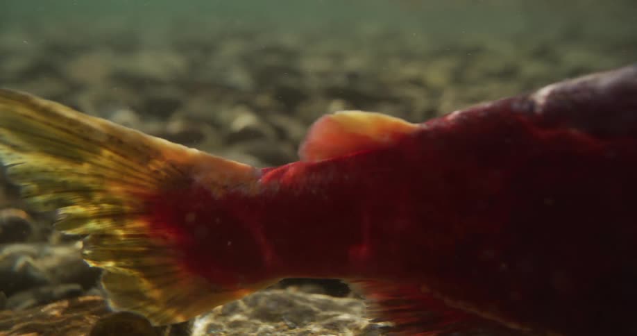 Extreme close-up of a sockeye salmon's tail fin resting in a shallow, rocky river during spawning