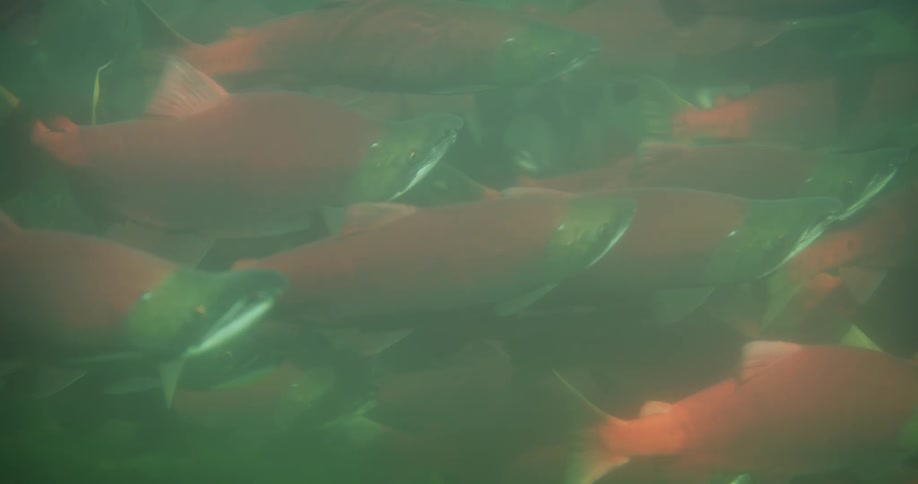 A dense school of spawning Sockeye salmon with red bodies and green heads swim together in murky underwater conditions