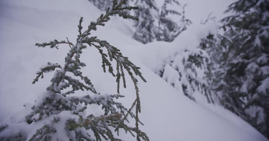 A quiet and serene close-up of a small evergreen tree as snow gently falls in a wintery forest