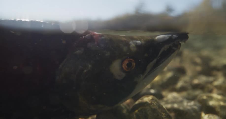 An extreme close-up, split-level underwater view of a spawning salmon resting and breathing in a shallow, rocky river