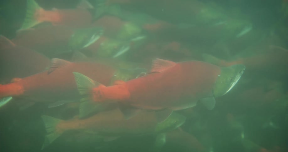 An underwater view of a school of red sockeye salmon swimming together in murky green water