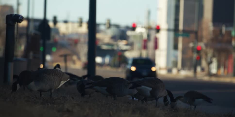 A flock of Canadian geese peacefully grazes on a patch of grass with a busy, out-of-focus city street in the background