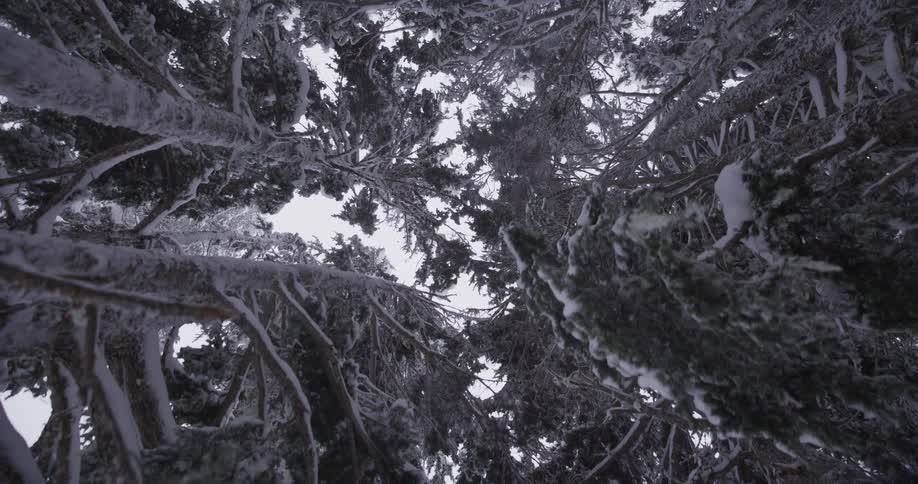 A slow, low-angle dolly shot looking up through the canopy of a dense, snow-covered evergreen forest