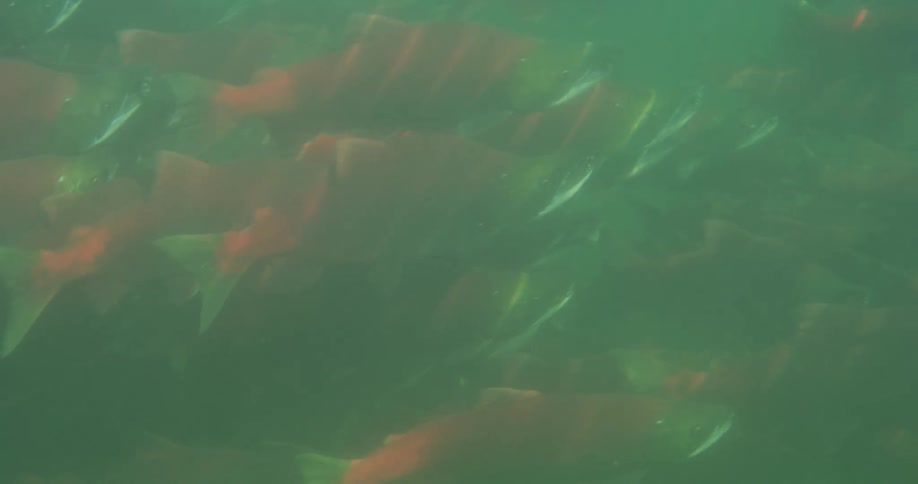 A massive school of red sockeye salmon swims through murky green underwater currents