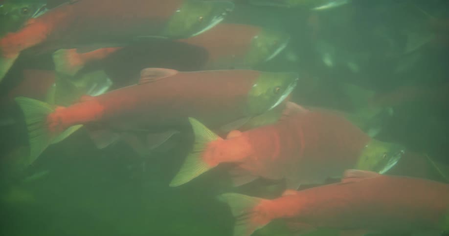 A school of vibrant red sockeye salmon swim together in the murky green depths of a river