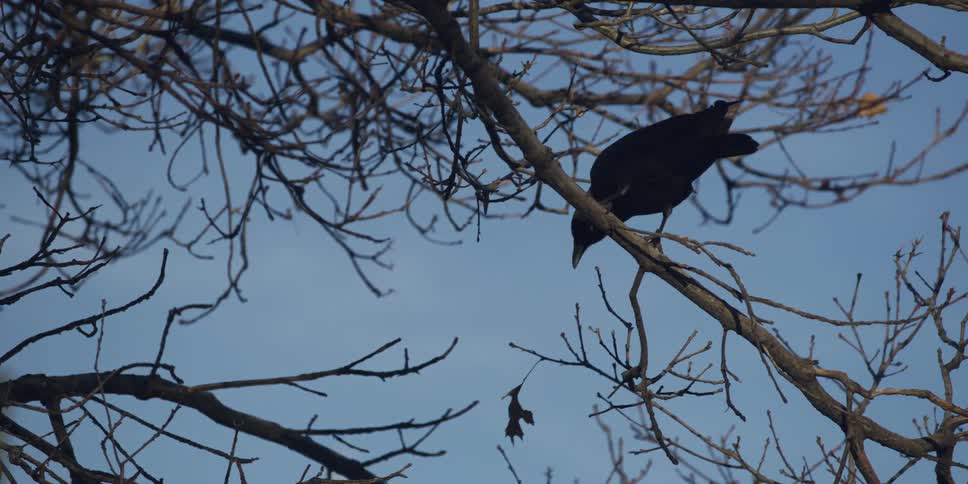 A lone black bird rests on a barren tree branch under a bright blue sky