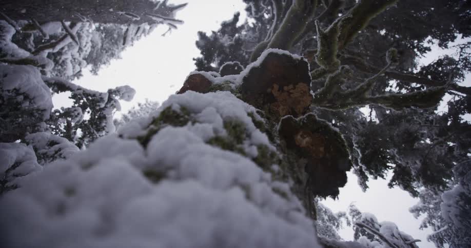 A low-angle dolly shot pulls back along a massive, snow-covered tree trunk as gentle snow falls in a winter forest