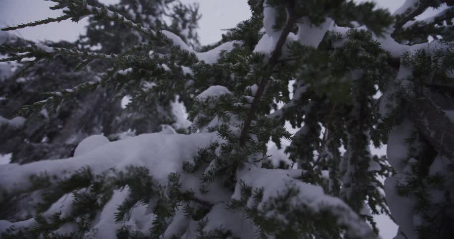 A slow-motion close-up of snow falling on the branches of a pine tree during a winter storm