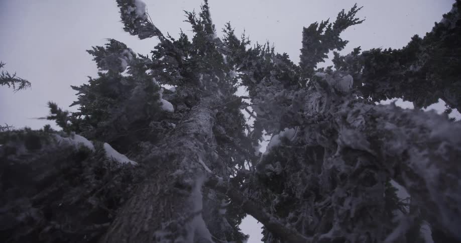 Looking up at tall evergreen trees as snow gently falls during a winter storm