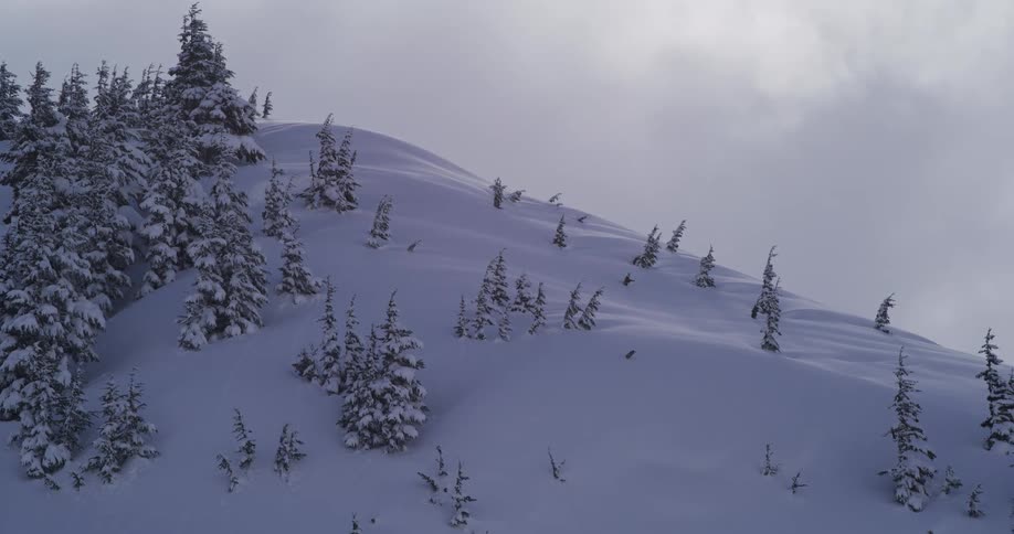 Snow blows across a wind-swept mountain ridge dotted with snow-covered pine trees on a cold, overcast day