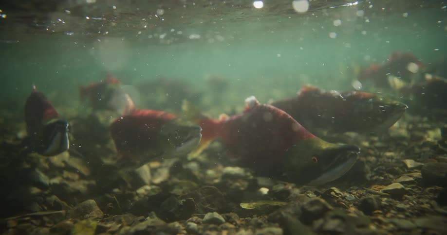 An underwater shot of spawning red sockeye salmon swimming in a shallow, rocky river