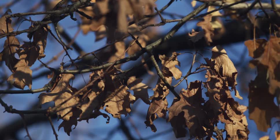 A close up shot of brown leaves on a tree branch during a late autumn sunny day against a clear blue sky