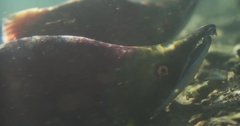 A spawning sockeye salmon with a hooked jaw and sharp teeth breathes heavily underwater in a river