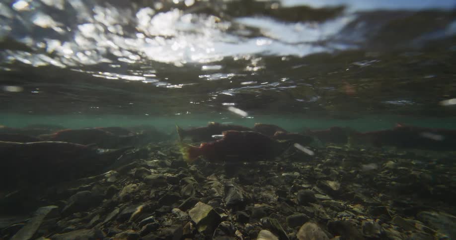 An underwater view shows a school of sockeye salmon resting in a shallow, rocky river during their annual spawning run as sunlight shimmers on the water's surface