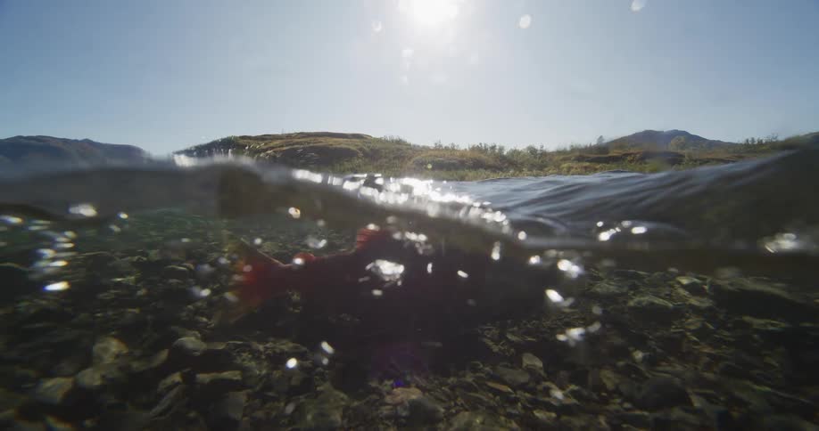 A split-level, over-under view shows a sockeye salmon swimming in a shallow, clear river on a sunny day