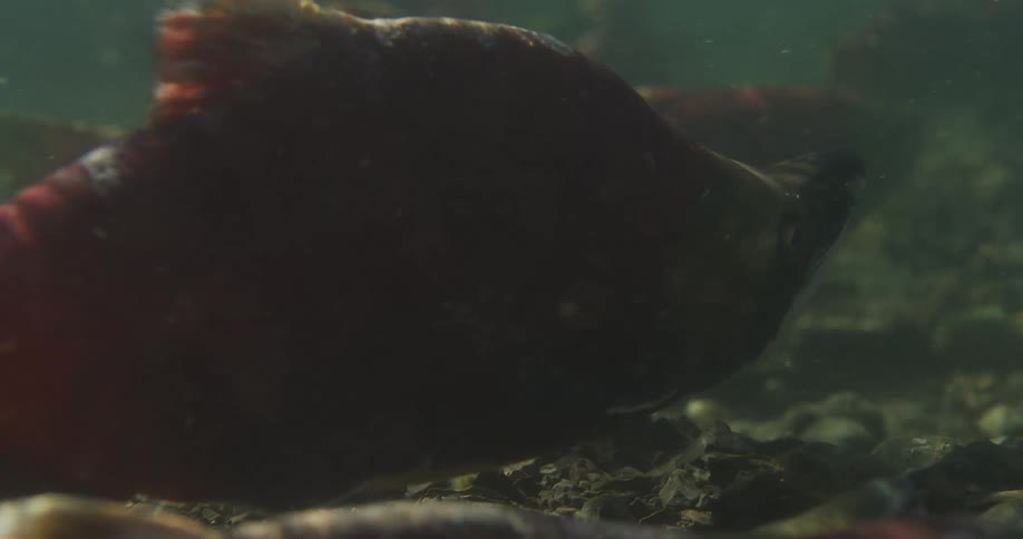 An underwater extreme close-up of a sockeye salmon resting on a rocky river bed during spawning season