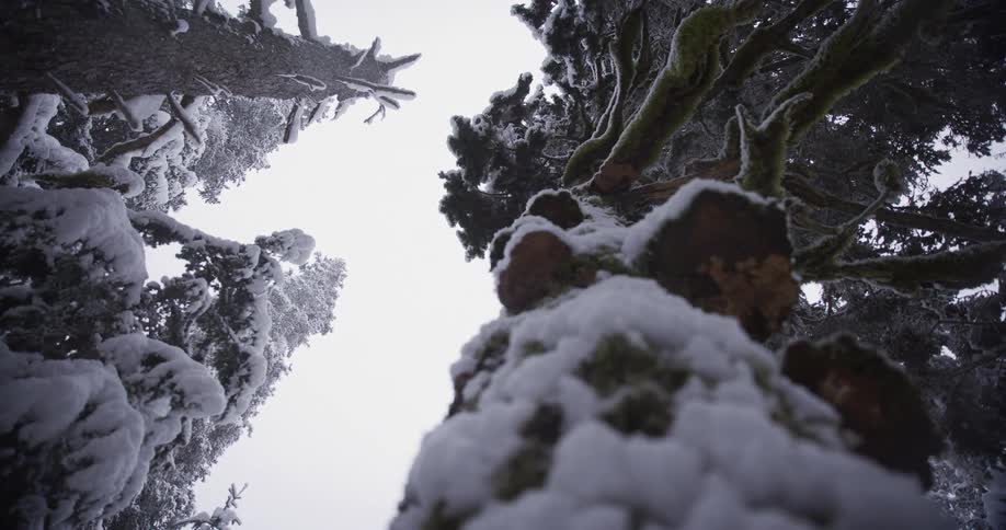 A slow, low-angle shot reveals an immense, mossy tree trunk covered in fresh snow in a serene winter forest