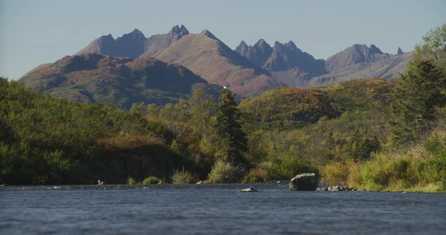 Jumping salmon create splashes in a wild river flowing through an autumn forest below a majestic mountain range
