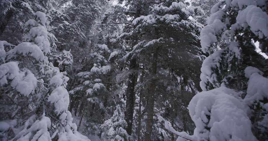 Snow gently falls on a dense, snow-covered evergreen forest in a serene winter wonderland