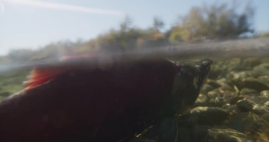 A close-up, split-level underwater view of a red sockeye salmon resting on a rocky riverbed in the sun
