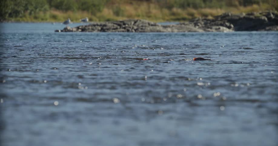 A colorful fishing lure is reeled across the shimmering surface of a river when a large salmon suddenly strikes
