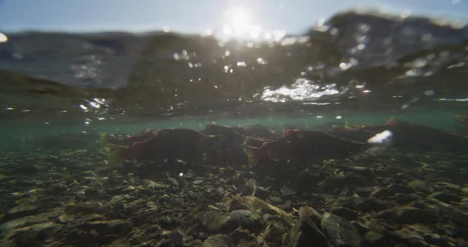 An over-under, slow-motion view of spawning sockeye salmon swimming upstream in a sunlit, rocky river