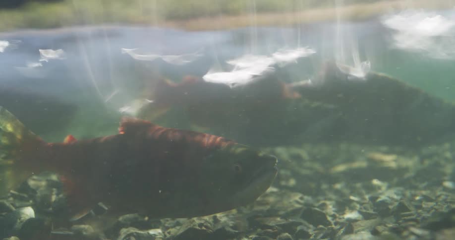 Close-up underwater view of Sockeye salmon holding their position in a clear, shallow river with sunlight shimmering on the surface