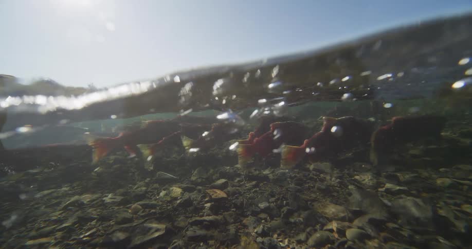 An over-underwater view captures a school of red sockeye salmon swimming upstream in a sunlit, rocky river during their annual spawning migration