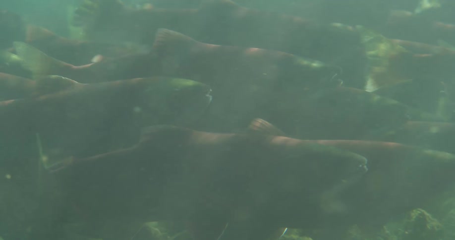 An underwater view captures a large school of sockeye salmon swimming together in murky river water