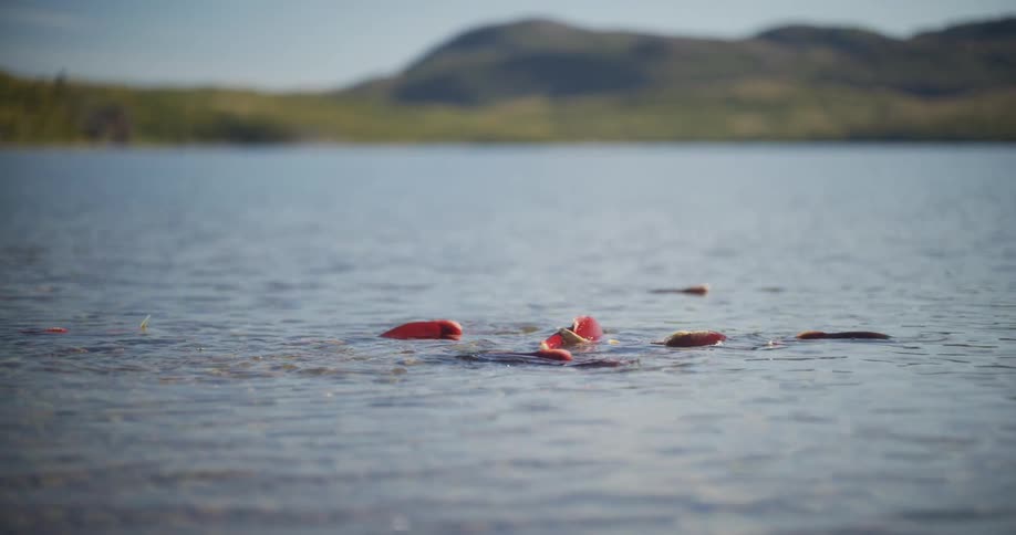 Red sockeye salmon swim in the shallow, clear water of a pristine mountain lake during their spawning run