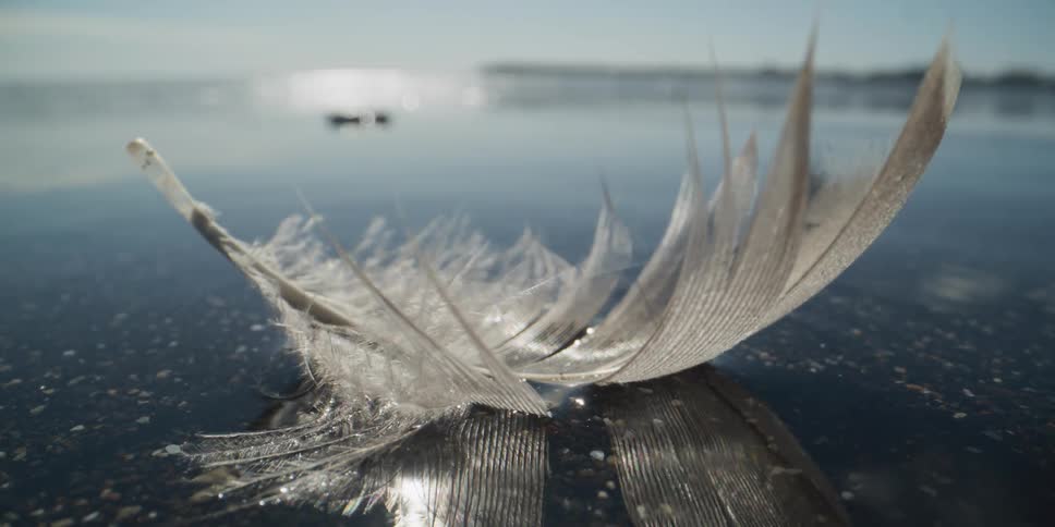 A tranquil close-up shot of a single bird feather resting in a sunlit puddle on wet sand