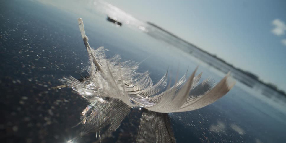 A delicate white feather rests on a still, reflective body of water, shimmering in the bright sunlight