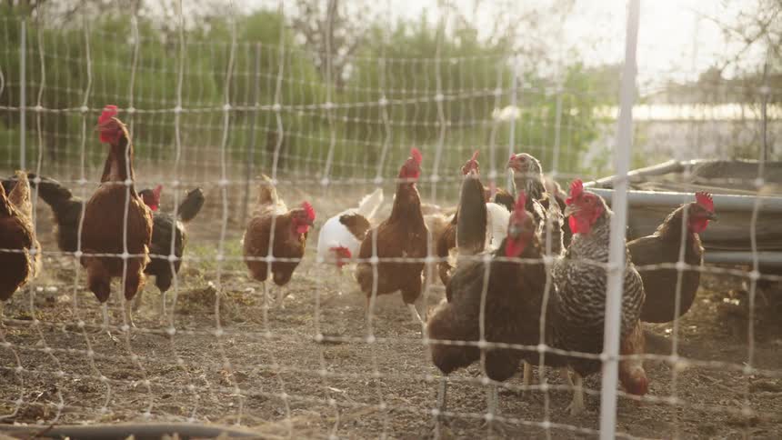 Chickens roam inside their fenced coop as the golden sun sets in slow motion