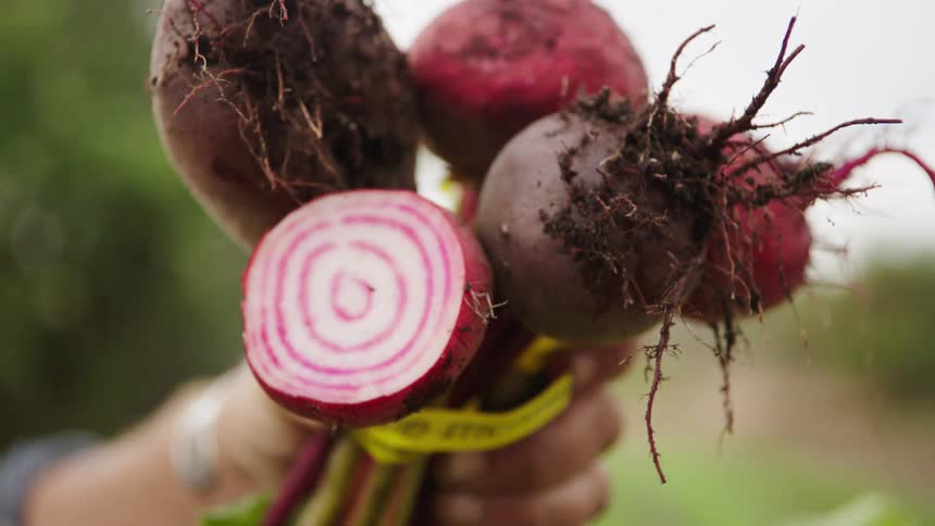 A farmer holds up a freshly harvested bunch of organic beets, with one sliced open to reveal its colorful, striped interior