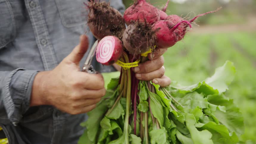 A farmer holds a bunch of freshly harvested beets and cuts one open to reveal the beautiful striped interior