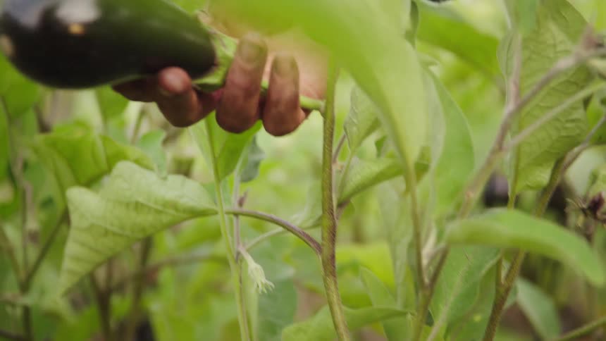 A farmer's hand carefully harvests a ripe purple eggplant from the vine in a garden
