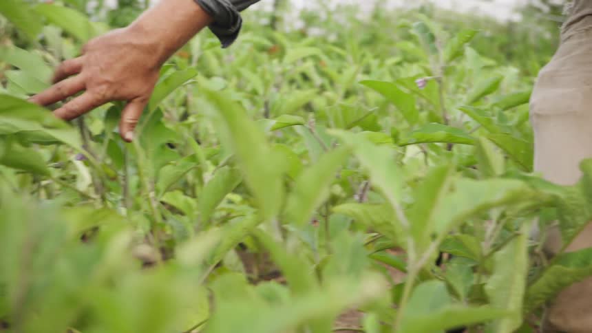 A farmer's hand gently moves through the lush green leaves of an eggplant crop in a garden