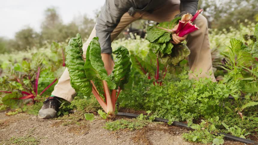A farmer carefully selects and harvests fresh red Swiss chard leaves from a plant in a sunlit field