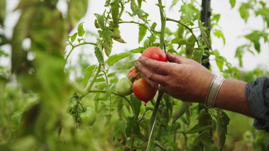 A farmer's hand gently inspects and picks a ripe red tomato from the vine in a lush garden