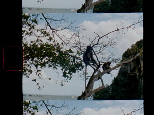 Authentic 8mm film scan captures two dusky leaf monkeys relaxing on a tree branch overlooking a tropical sea in Thailand