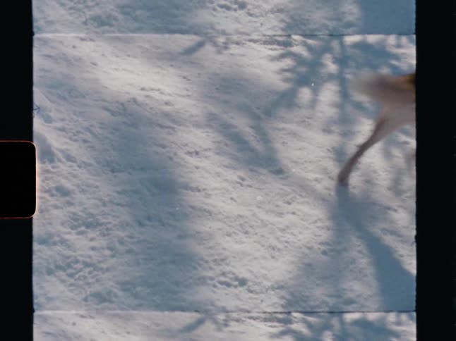 A beautiful husky dog with piercing blue eyes looks up at the camera in the snow in this vintage 8mm film footage