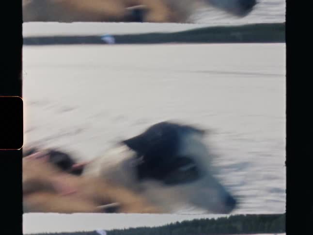 Vintage Super 8 film footage of a team of husky sled dogs resting in a vast, snowy landscape