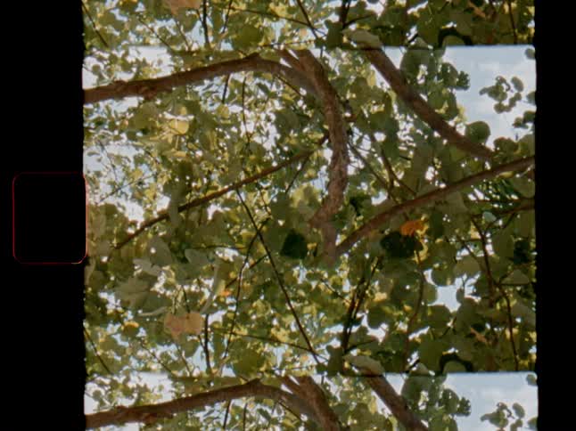 Sunlight filters through the leaves of a tree in this peaceful, vertical, vintage 8mm film clip